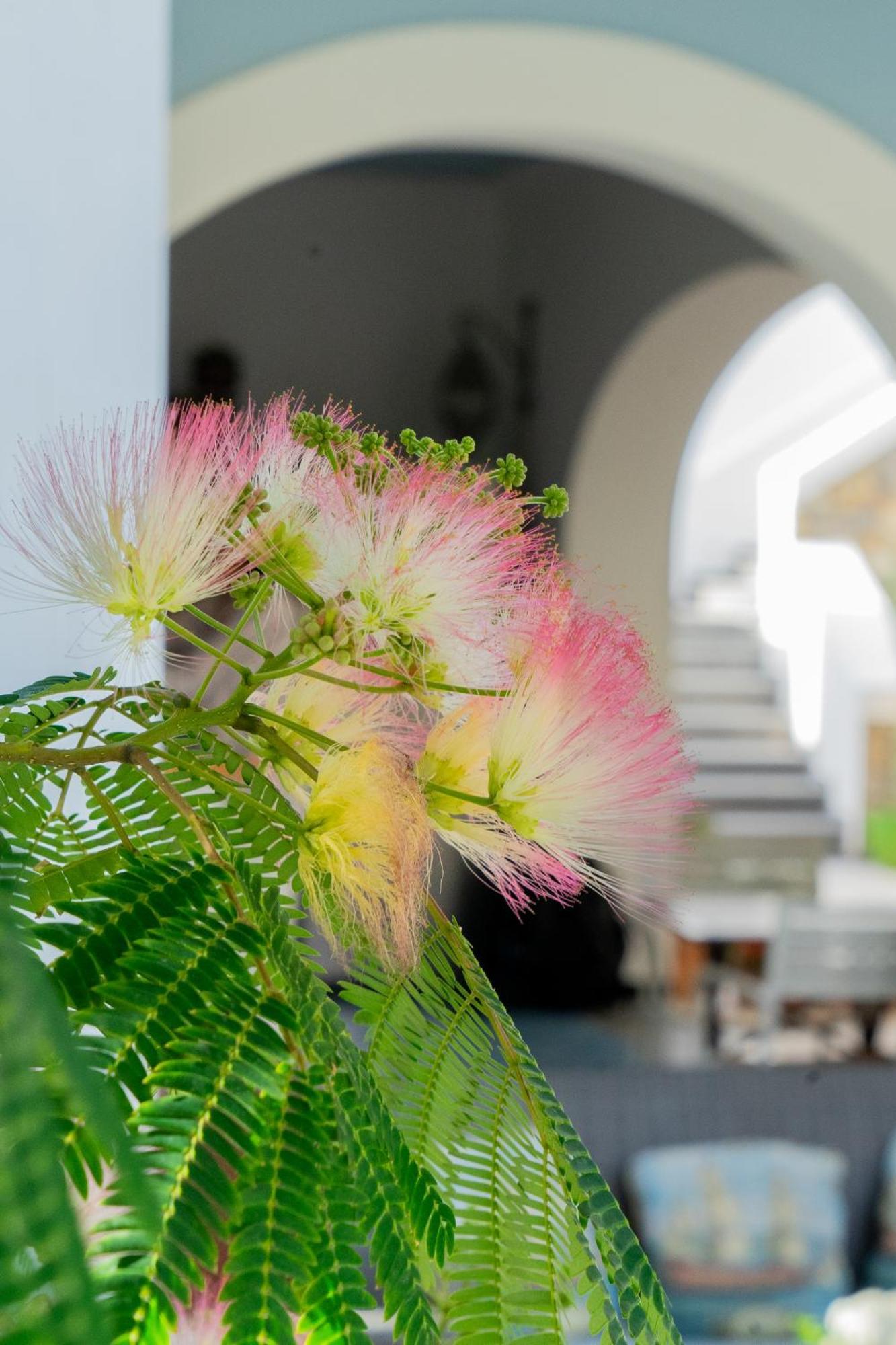Villa Acacia ポンツァ エクステリア 写真